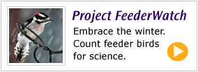 Project FeederWatch - Food and Feeder Preferences of Common Feeder Birds